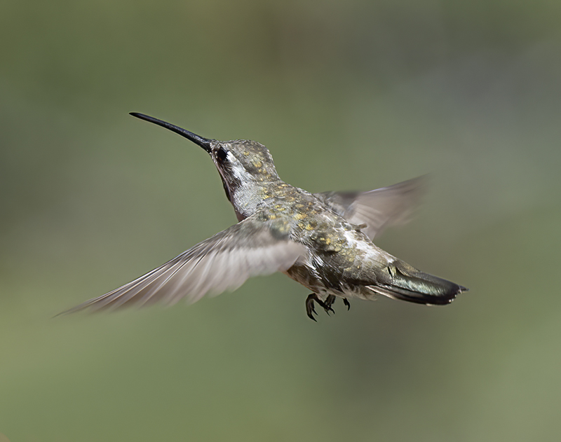 Plain_capped_Starthroat_15_AZ_031