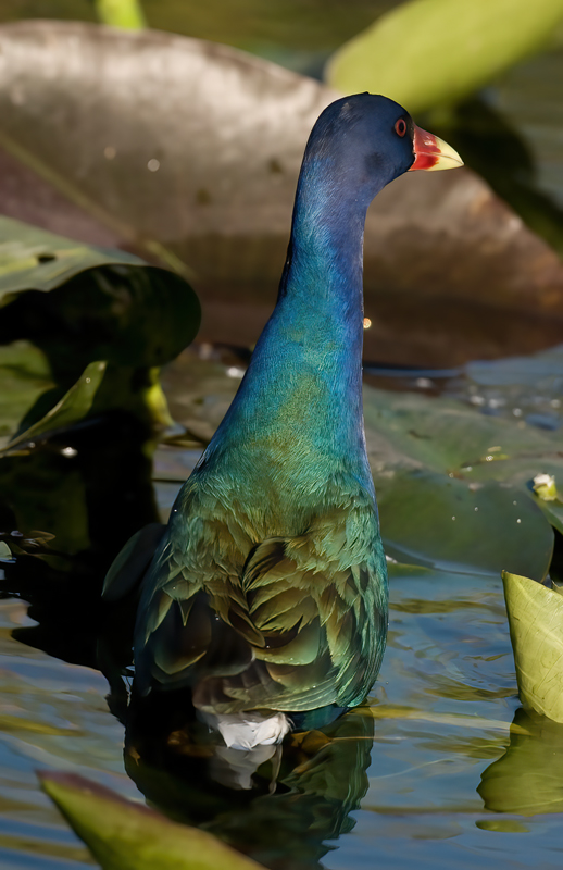 Purple_Gallinule_09_FL_007