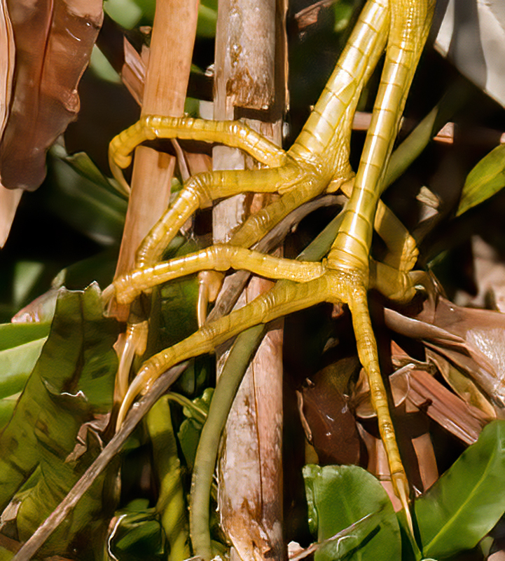 Purple_Gallinule_09_FL_014