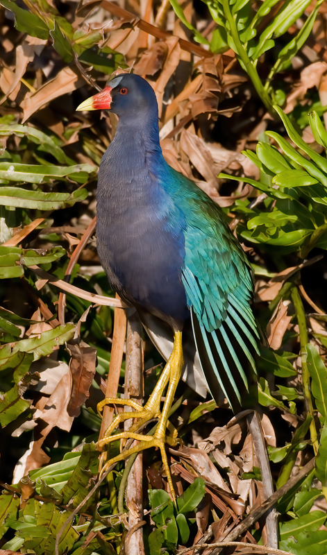 Purple_Gallinule_09_FL_014a