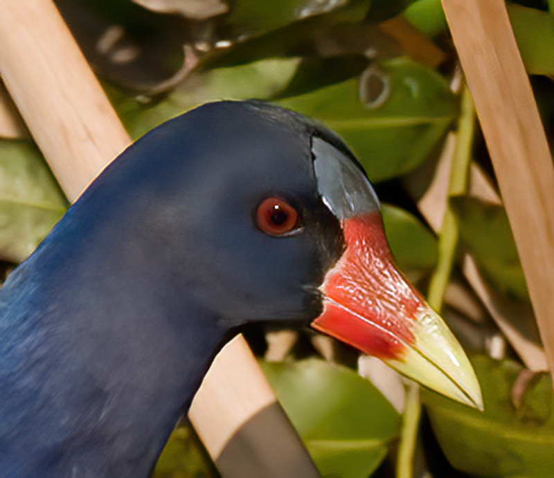 Purple_Gallinule_09_FL_027