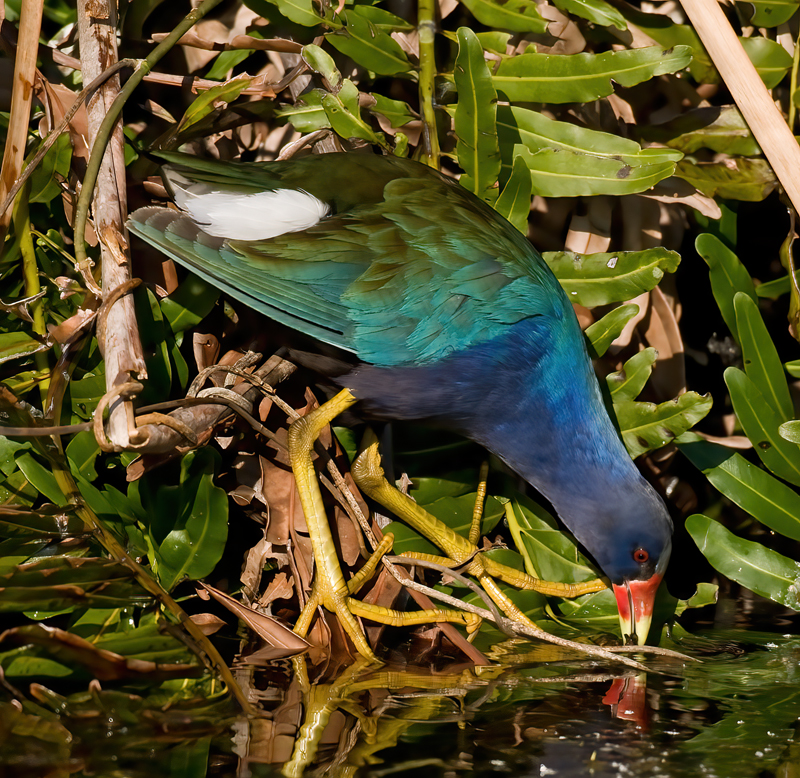 Purple_Gallinule_09_FL_028