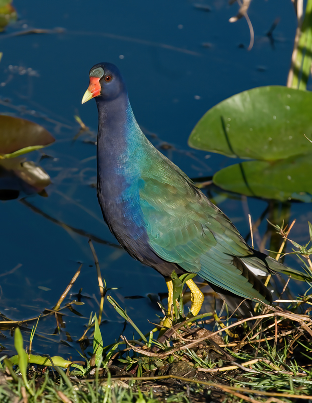 Purple_Gallinule_09_FL_030