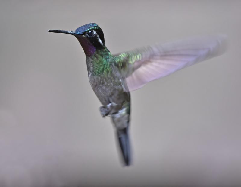 Purple_throated_Mountaingem_17_Costa_Rica_008