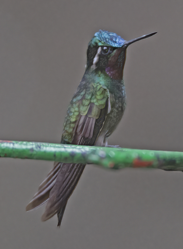 Purple_throated_Mountaingem_17_Costa_Rica_019