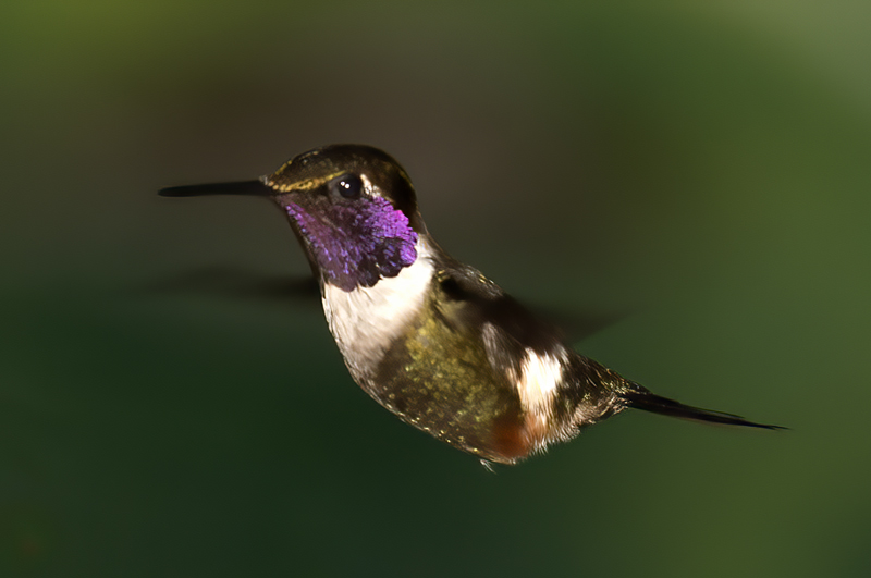 Purple_throated_Woodstar_18_Ecuador_001