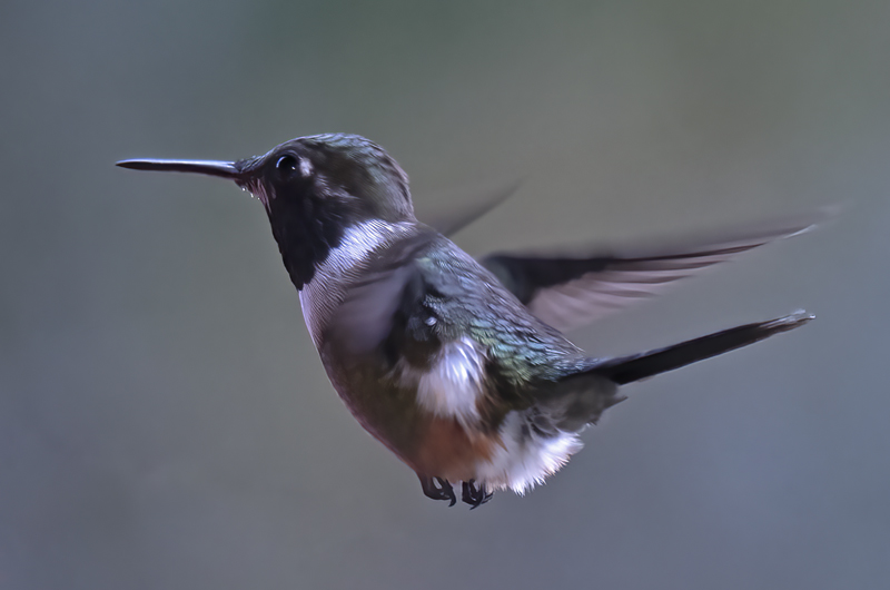 Purple_throated_Woodstar_18_Ecuador_014