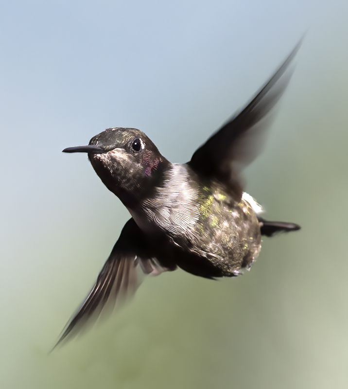 Purple_throated_Woodstar_18_Ecuador_030