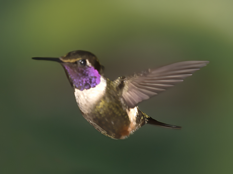 Purple_throated_Woodstar_18_Ecuador_051
