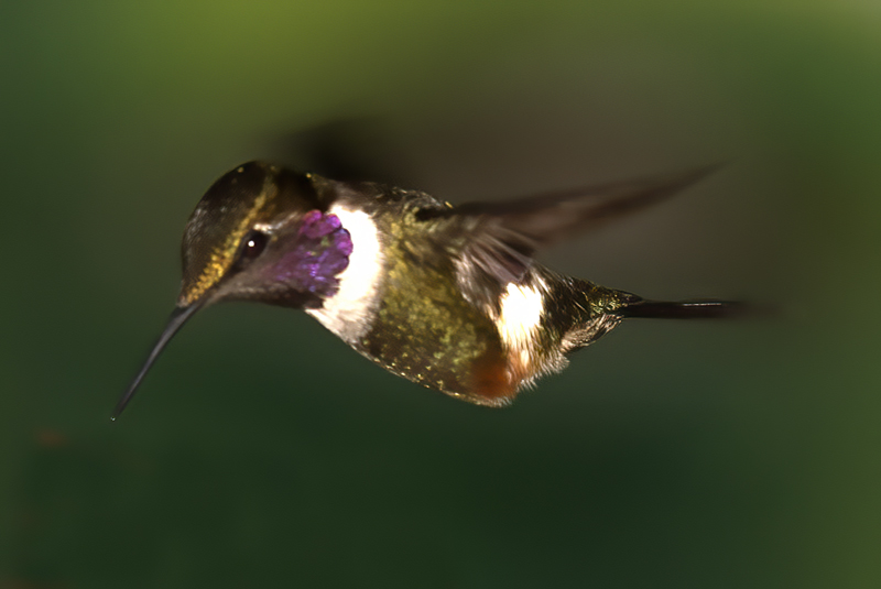 Purple_throated_Woodstar_18_Ecuador_054