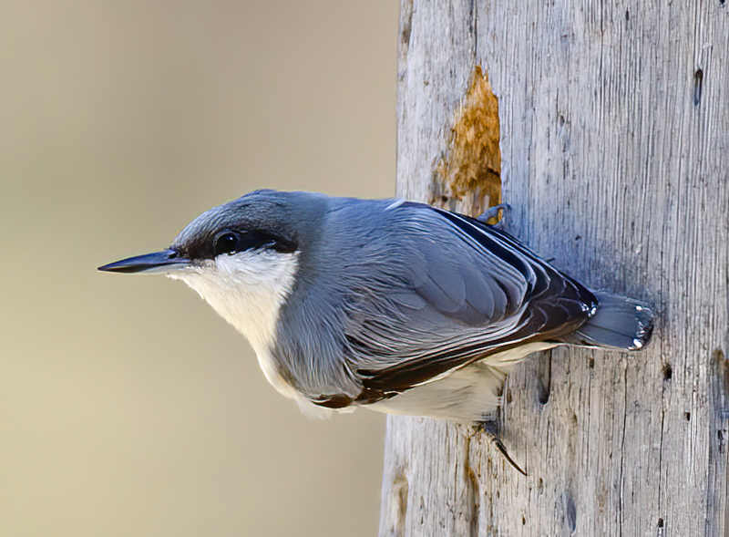 Pygmy_Nuthatch_14_CA_008