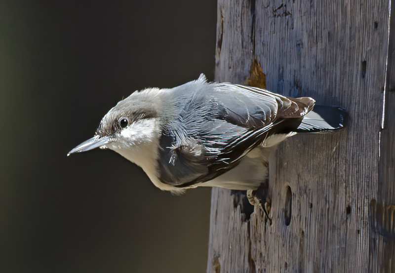 Pygmy_Nuthatch_14_CA_013
