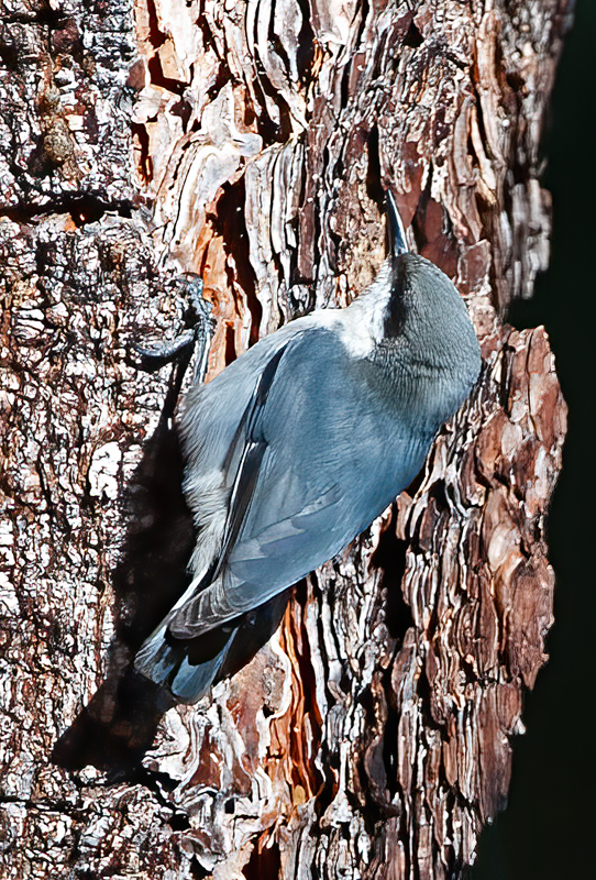 Pygmy_Nuthatch_14_CA_020