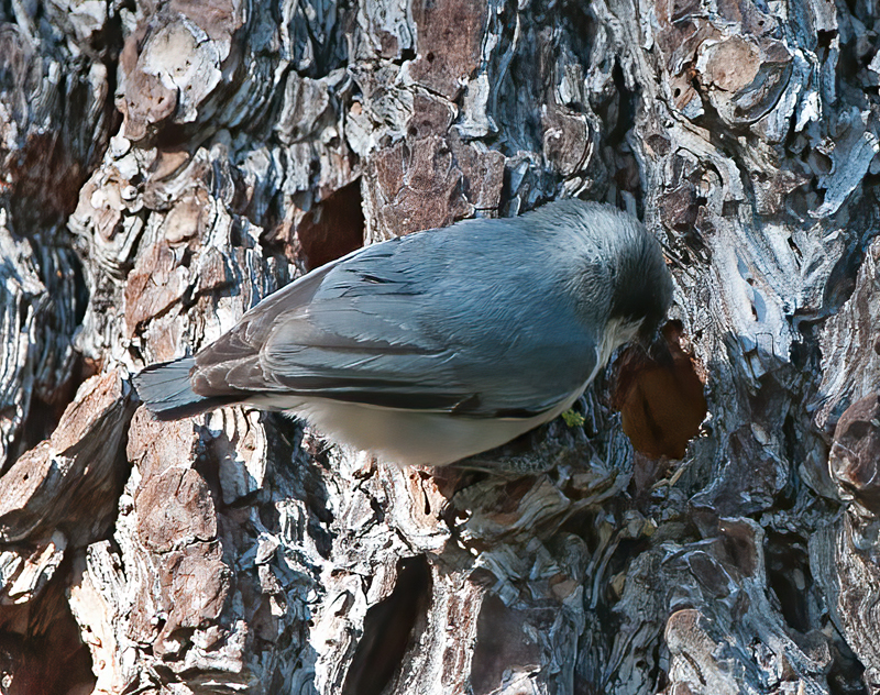 Pygmy_Nuthatch_14_CA_028