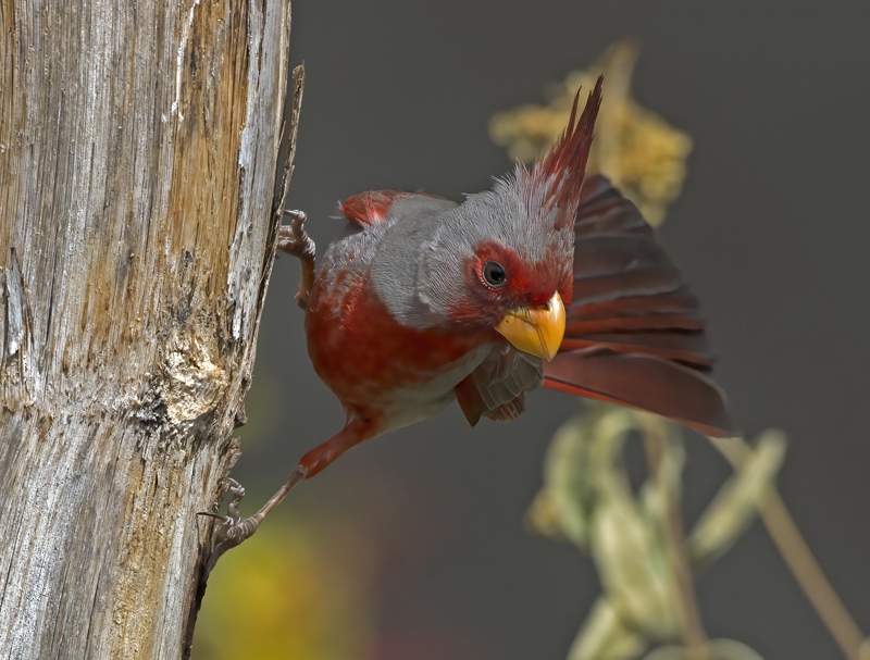 Pyrrhuloxia_15_AZ_015