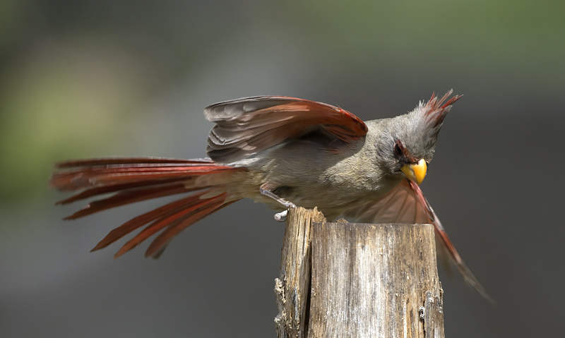Pyrrhuloxia_15_AZ_048