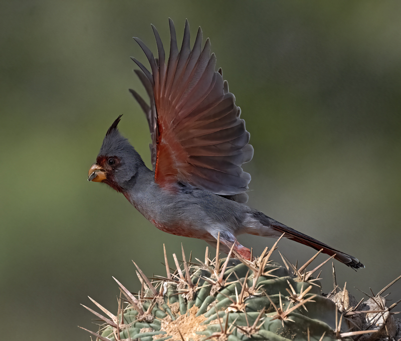 Pyrrhuloxia_22_TX_015
