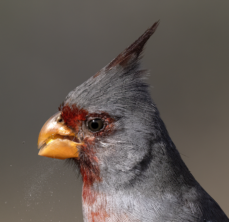 Pyrrhuloxia_22_TX_044