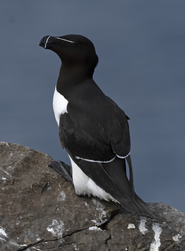 Razorbill_22_Iceland_001