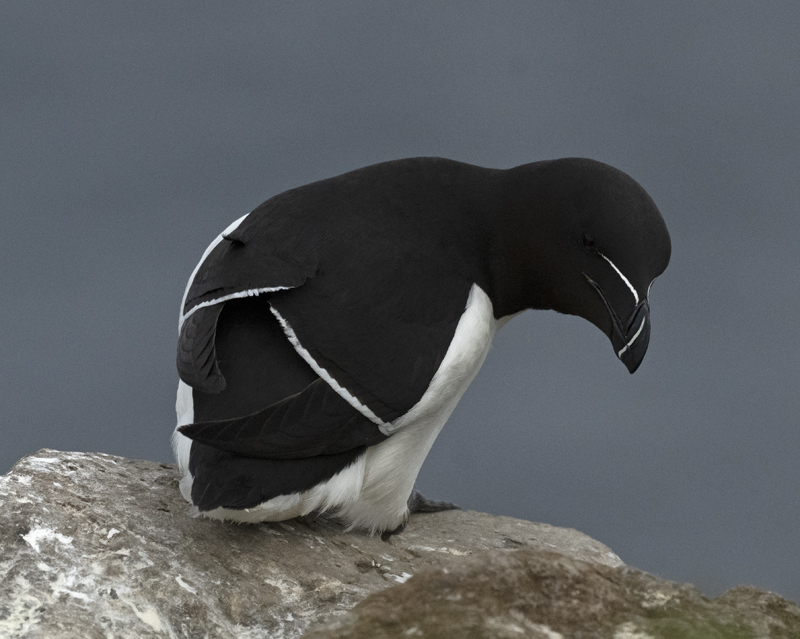 Razorbill_22_Iceland_020