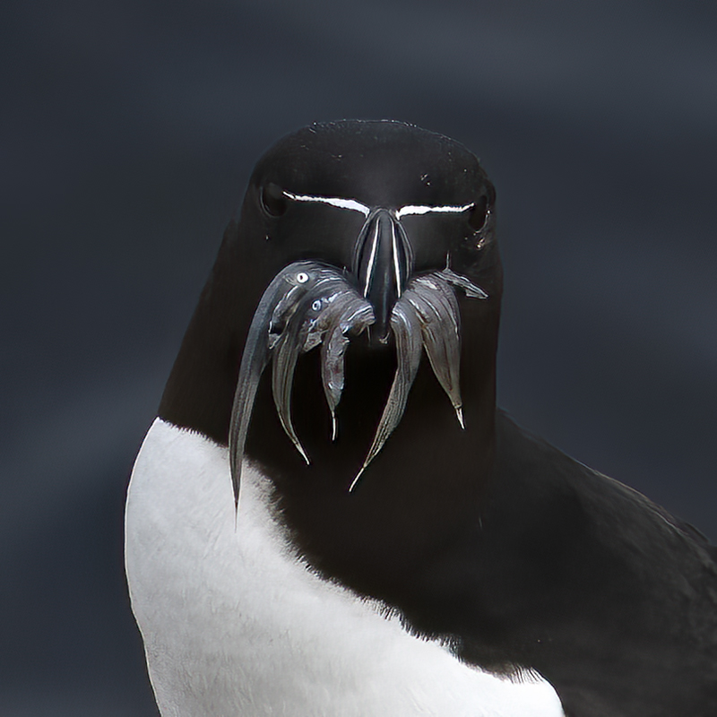 Razorbill_22_Iceland_046