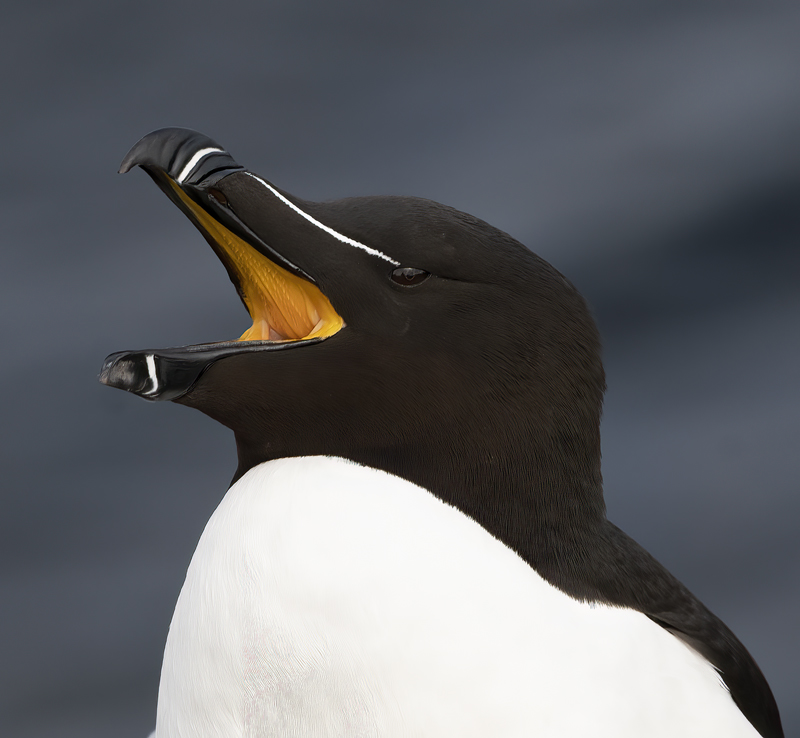 Razorbill_22_Iceland_065