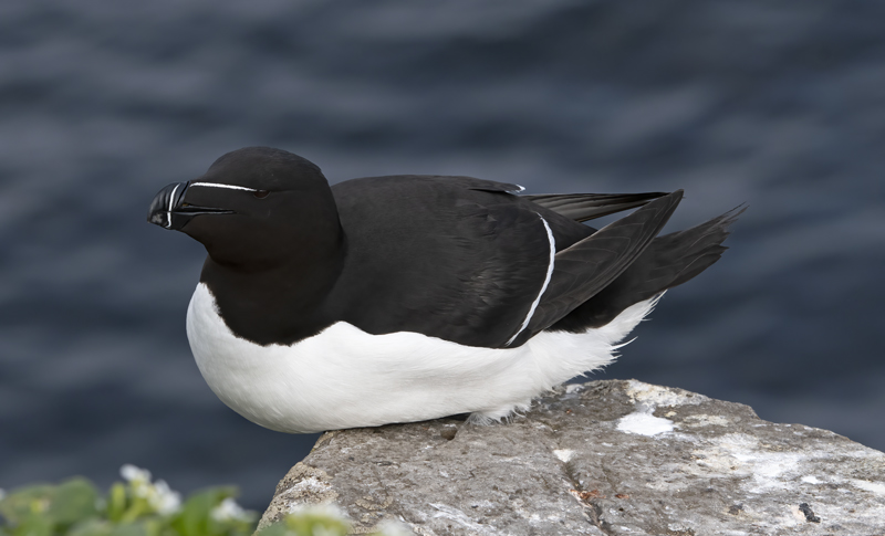 Razorbill_22_Iceland_066