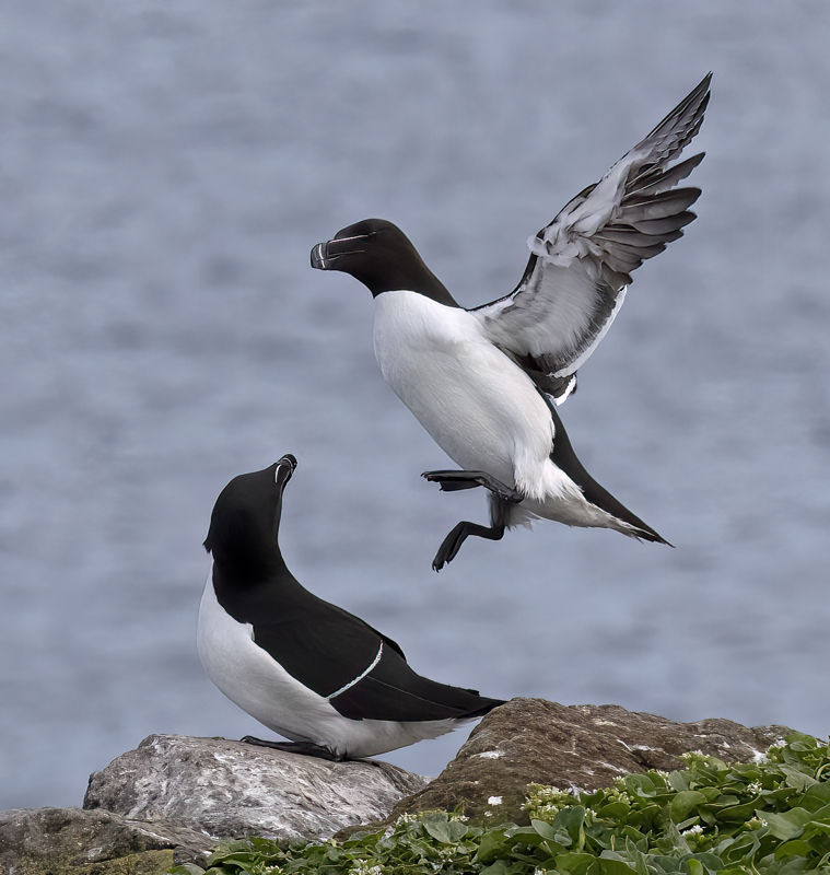 Razorbill_22_Iceland_083