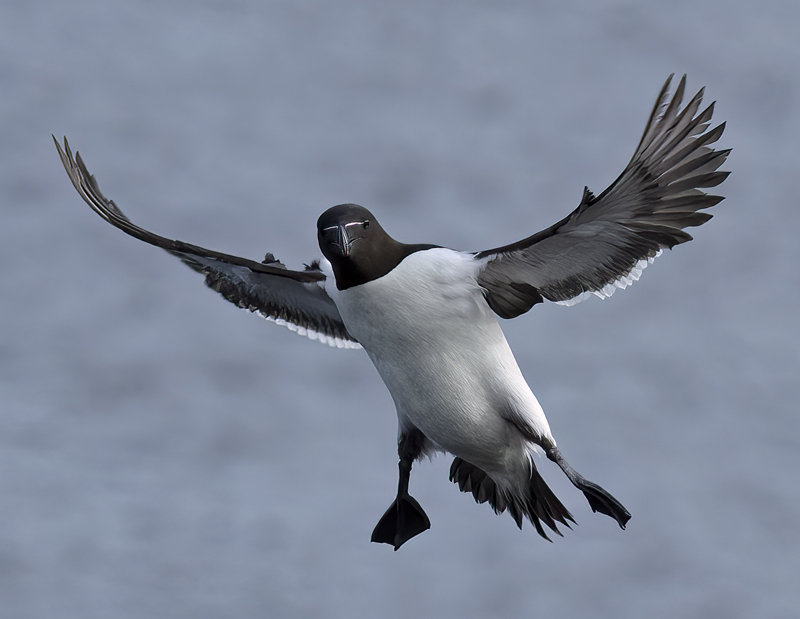 Razorbill_22_Iceland_090