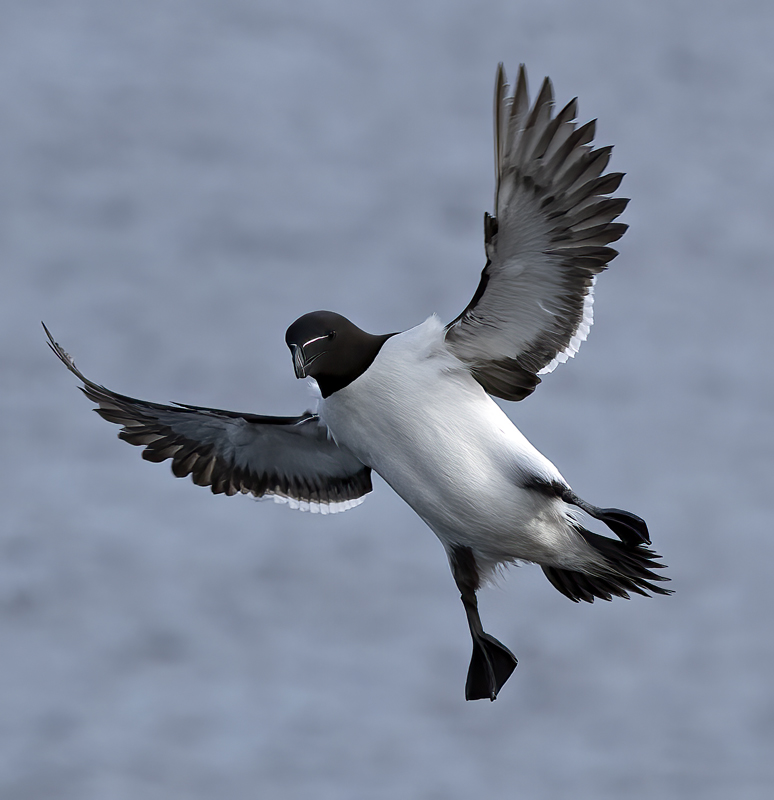 Razorbill_22_Iceland_092