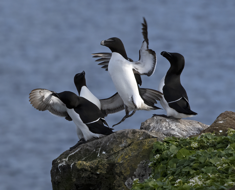 Razorbill_22_Iceland_103