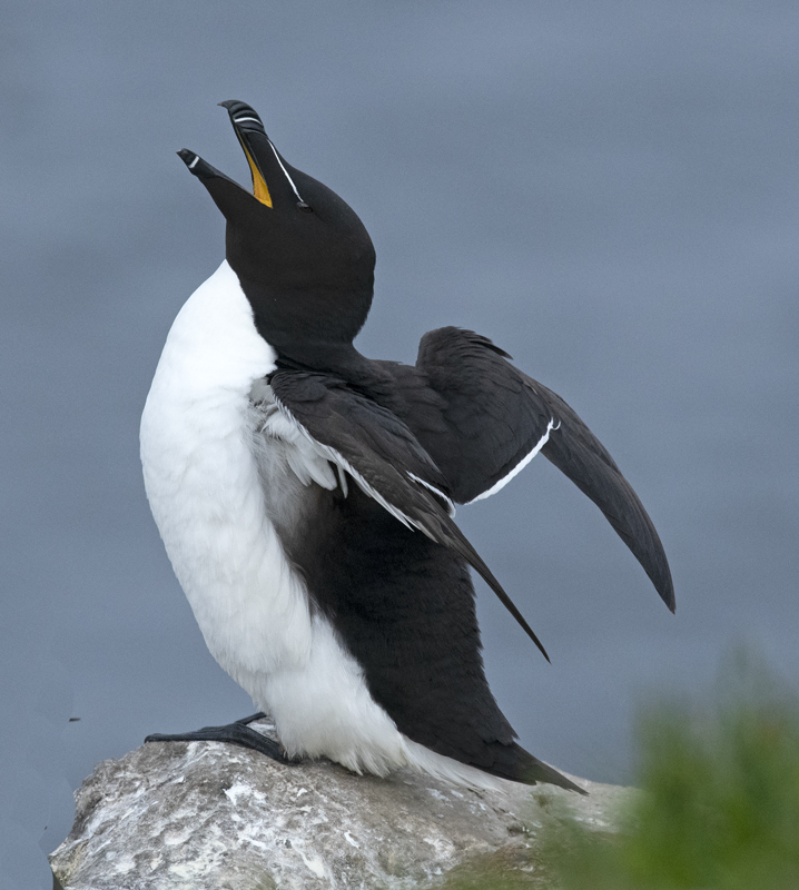 Razorbill_22_Iceland_214