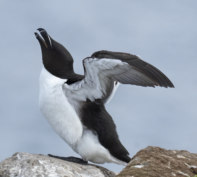 Razorbill_22_Iceland_222