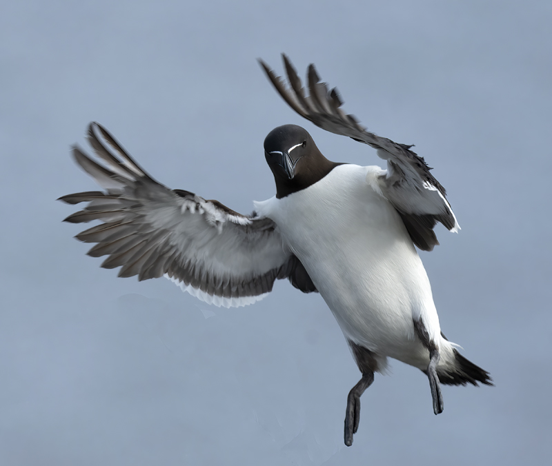 Razorbill_22_Iceland_228