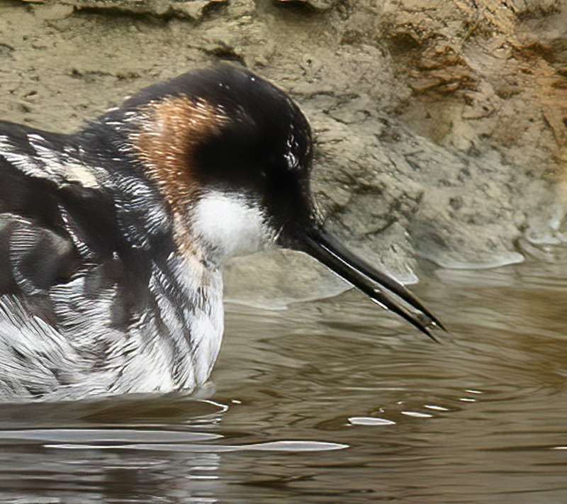 Red-necked_Phalarope_21_CA_014