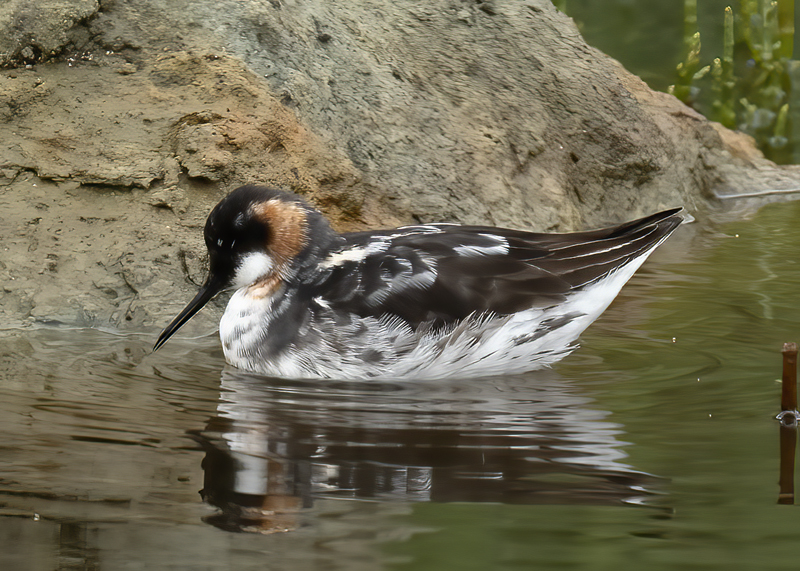 Red-necked_Phalarope_21_CA_019