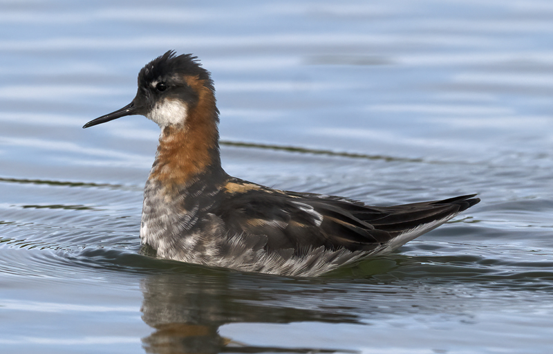 Red-necked_Phalarope_22_Iceland_014