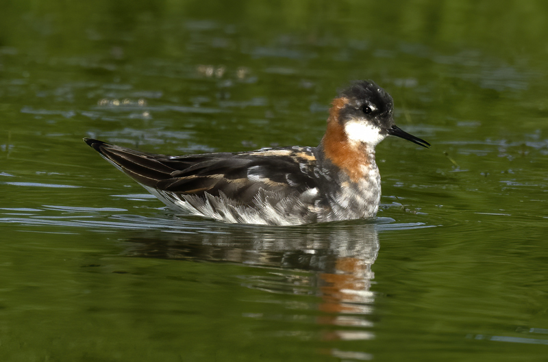 Red-necked_Phalarope_22_Iceland_042