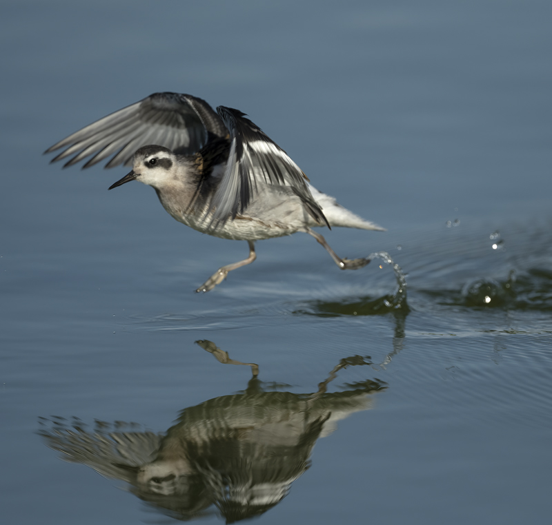 Red-necked_Phalarope_22_Iceland_255