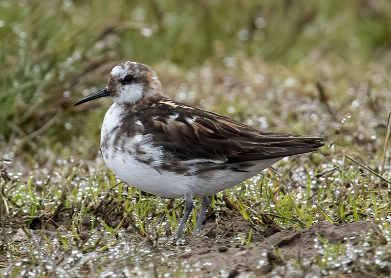 Red-necked_Phalarope_22_Iceland_264
