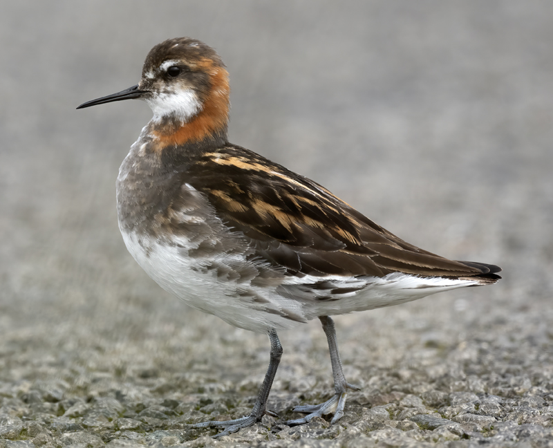Red-necked_Phalarope_22_Iceland_273