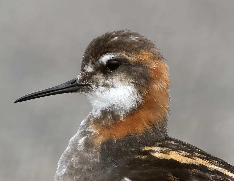 Red-necked_Phalarope_22_Iceland_273a