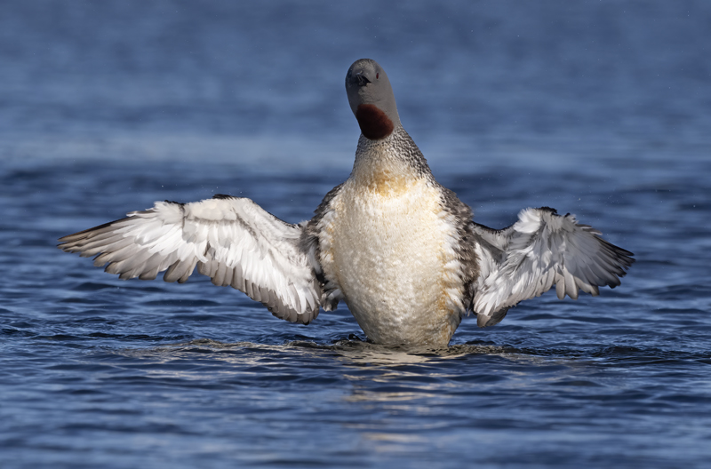 Red-throated_Loon_22_Iceland_044