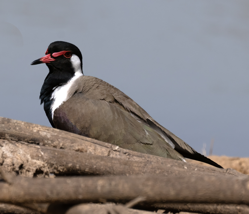 Red-wattled_Lapwing_25_India_026