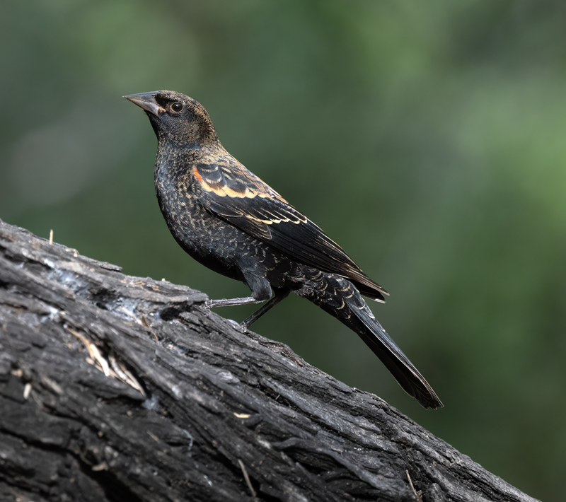 Red-winged_Blackbird_24_TX_L_001