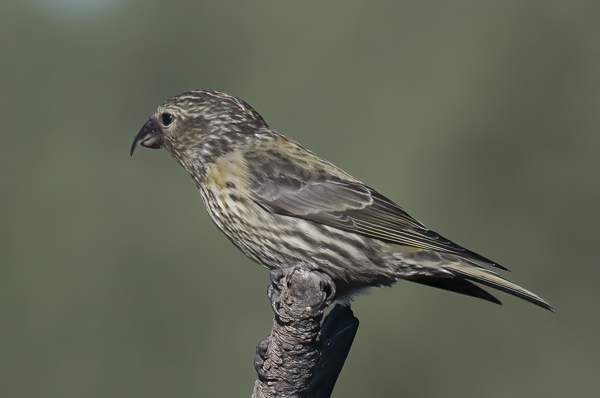 Red_Crossbill_17_OR_003