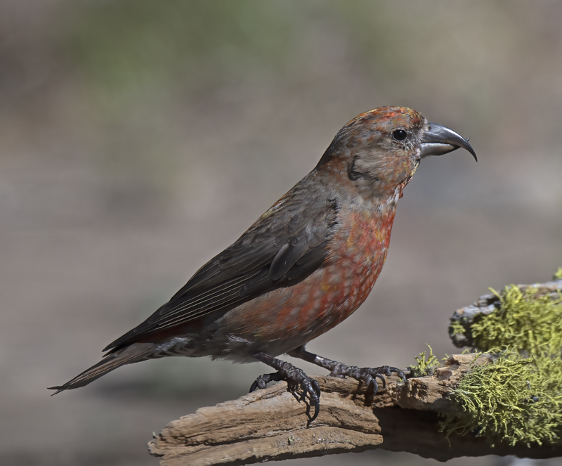 Red_Crossbill_17_OR_008