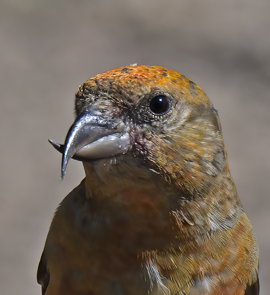 Red_Crossbill_17_OR_014