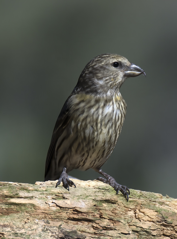 Red_Crossbill_17_OR_016