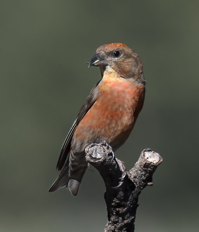 Red_Crossbill_17_OR_022